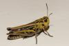 Stenobothrus stigmaticus